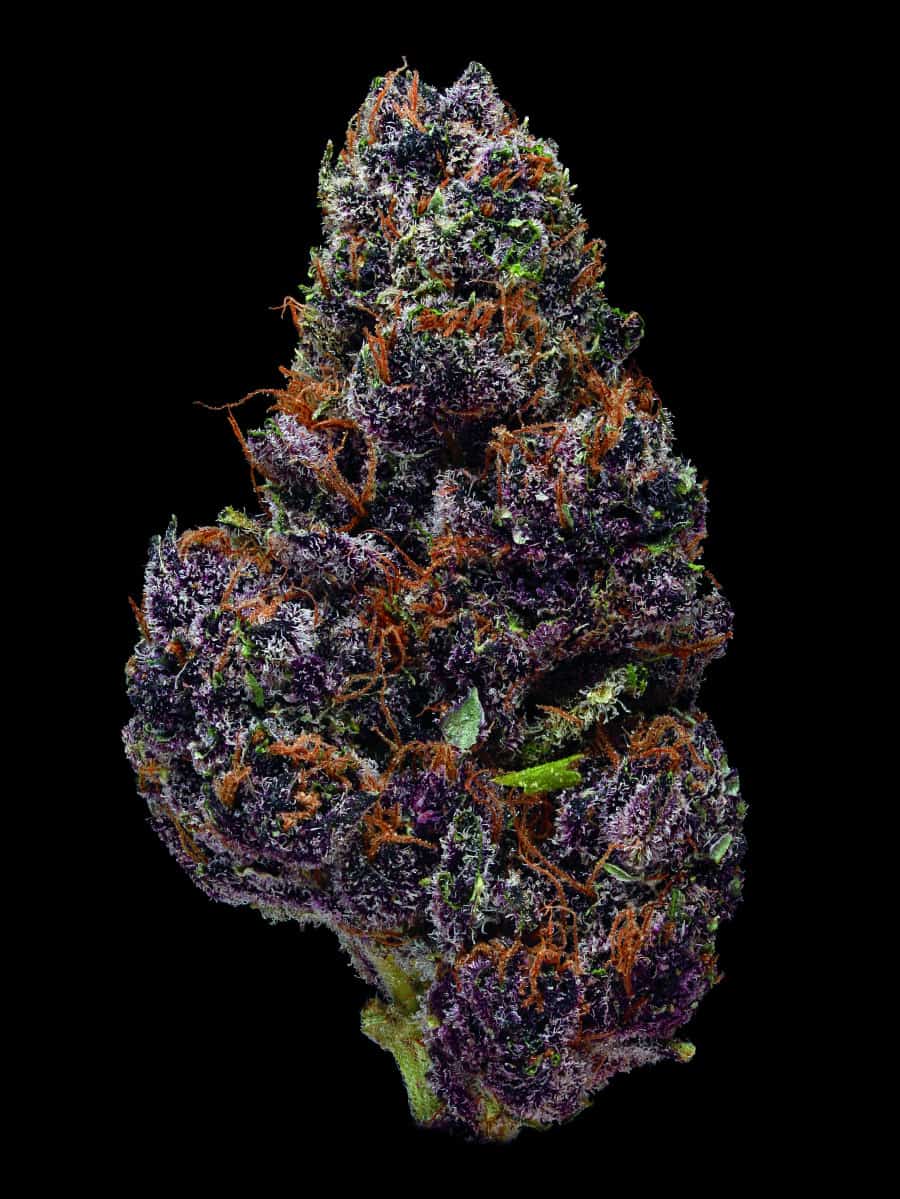 We’ll Bet You Didn’t Know Marijuana Looks This Beautiful ...