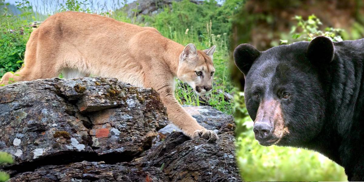 Colorado to Spend $4.5 Million to Kill Mountain Lions and ...