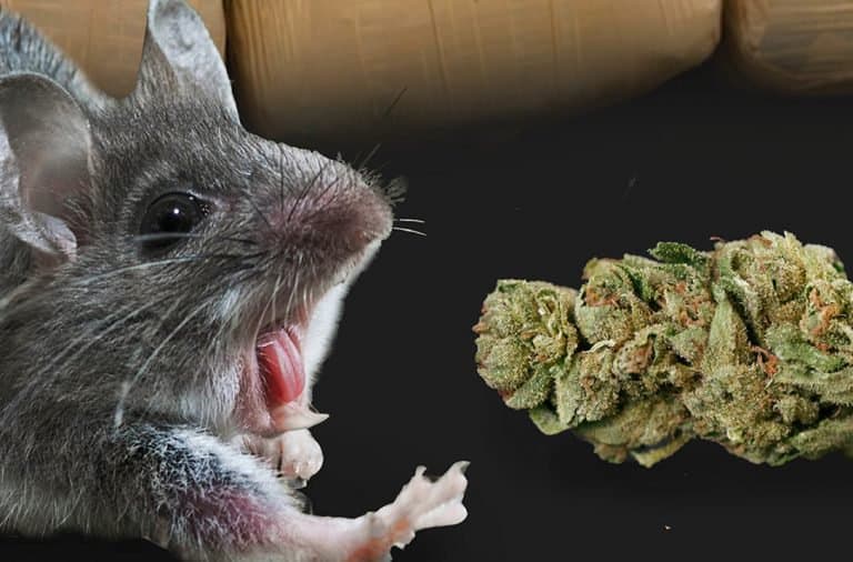 Police Allege Mice Ate Half A Ton Of “Missing” Weed - True ...
