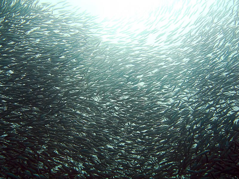 Sardine Disappearance Was Foreseen But Ignored - True Activist