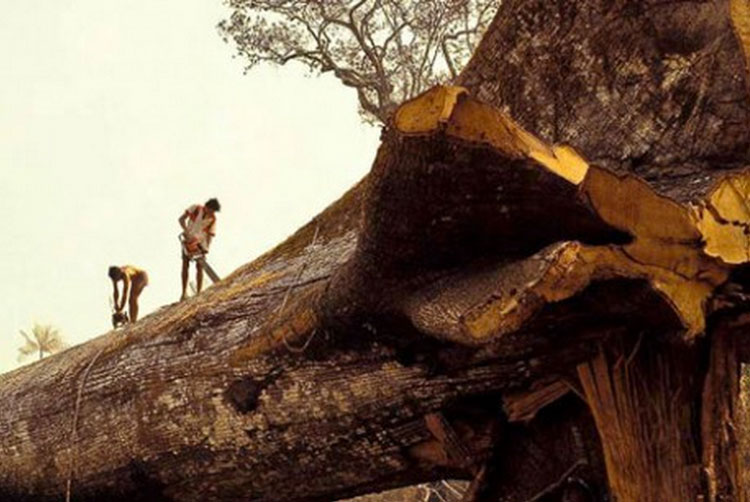 World's Oldest Tree 'Accidentally' Cut Down By Loggers in Amazon True