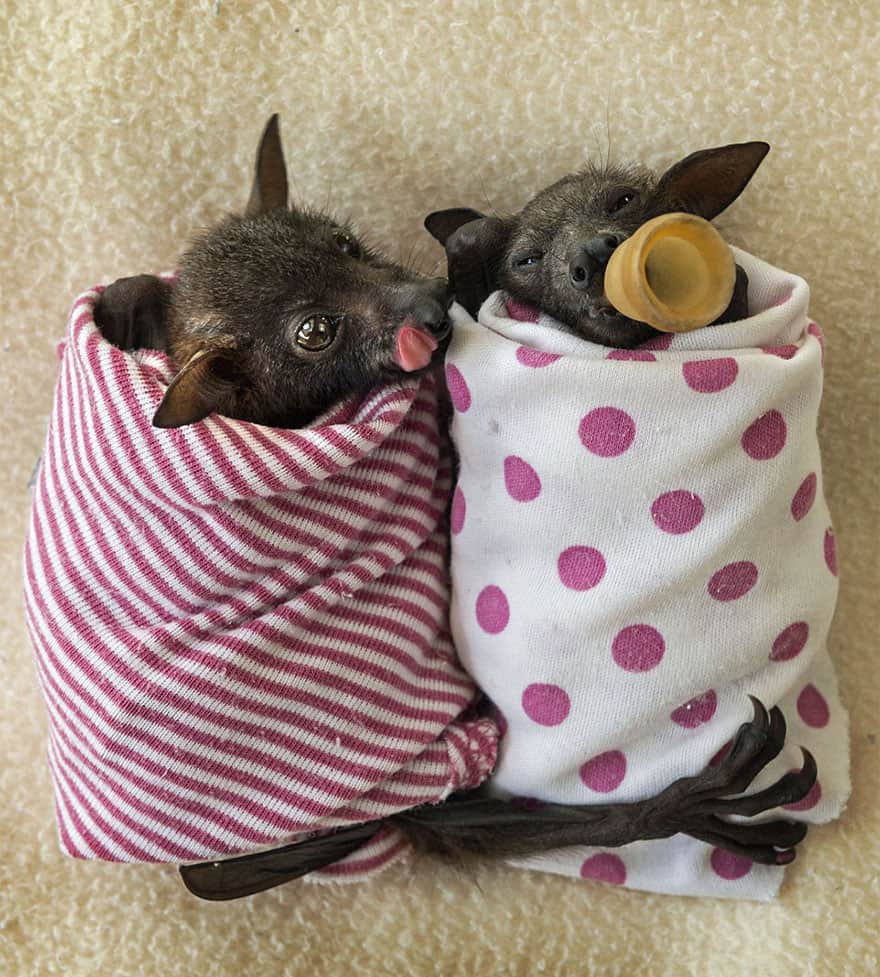 These Orphaned Baby Bats At This Australian Bat Hospital Are Guaranteed