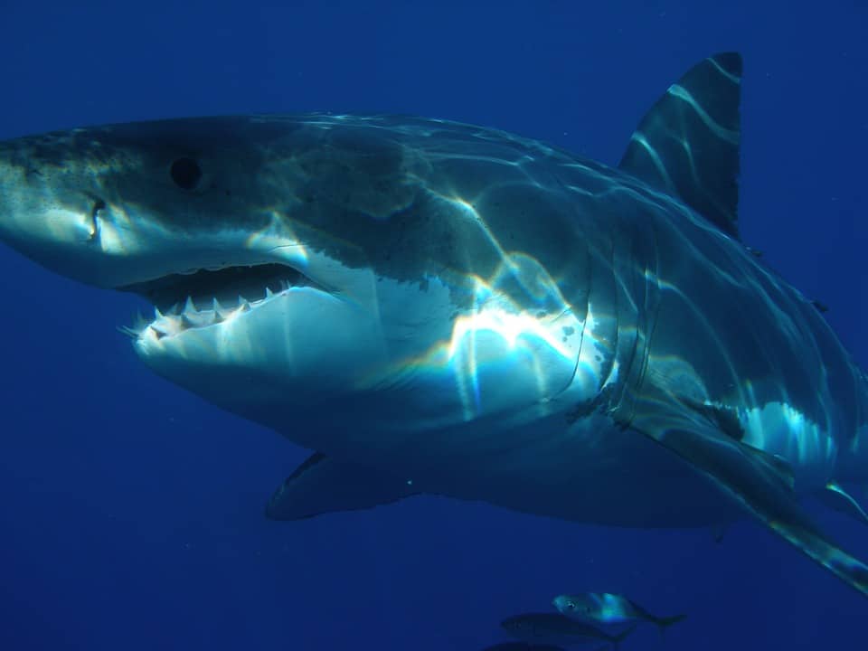 Great White Shark Dies After Just 3 Days In Captivity - True Activist