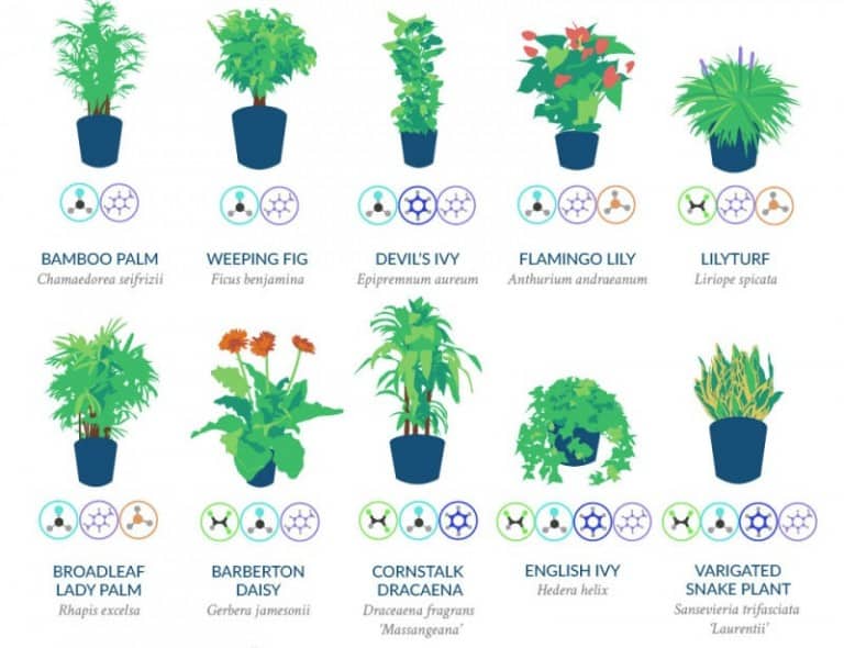 Top 18 Household Plants To Purify The Air, According To NASA ...