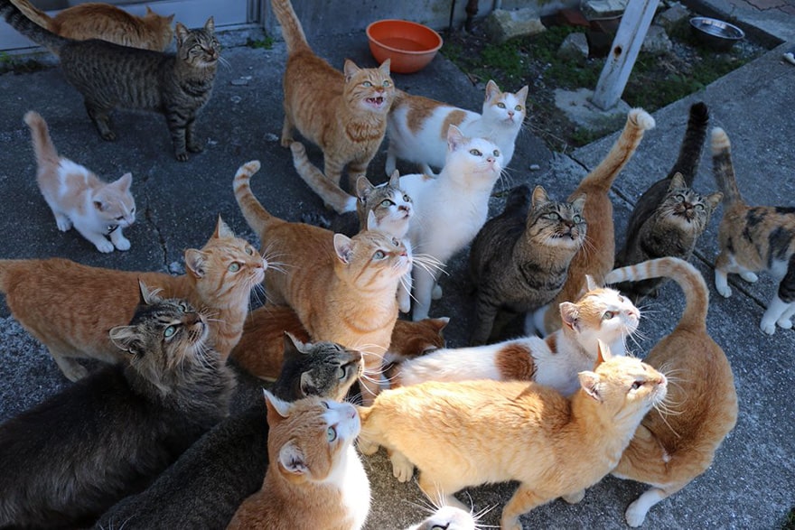 When Cat Island In Japan Ran Out Of Food, The Did Something