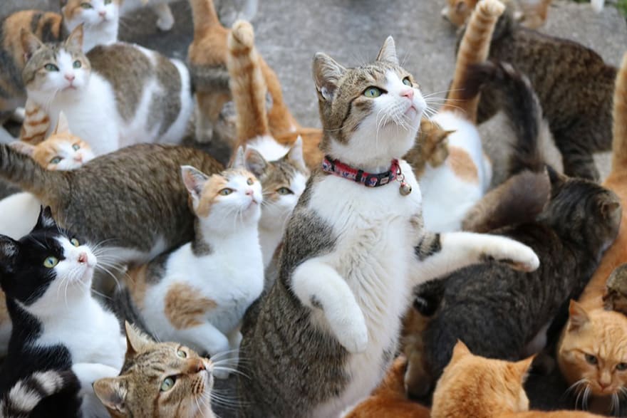 When Cat Island In Japan Ran Out Of Food, The Did Something
