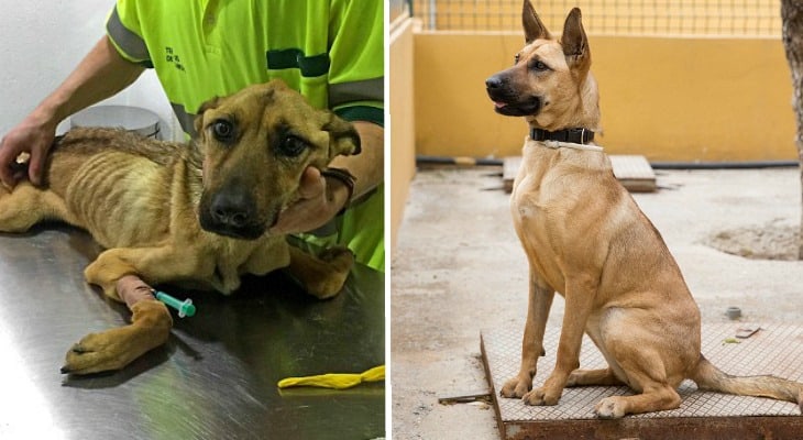 Formerly Abused Dog Makes Astonishing Recovery After Being Rescued ...