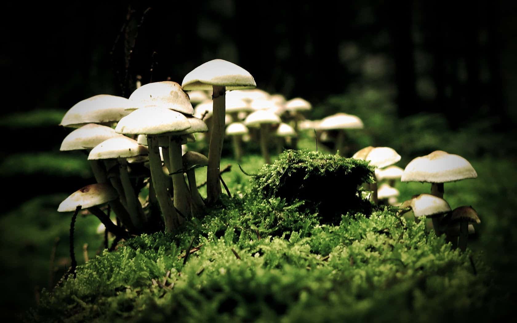 FirstEver Human Trial Finds Magic Mushrooms Combat Severe Depression