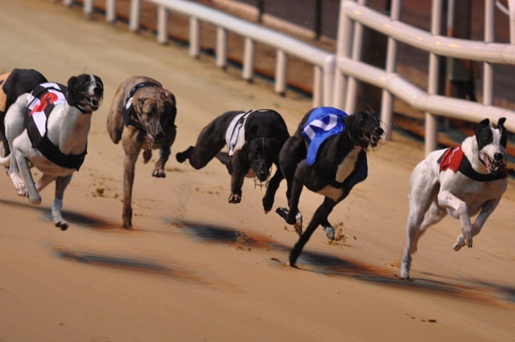 Arizona Finally Ends Greyhound Racing, Hundreds Of Retired Dogs Now ...