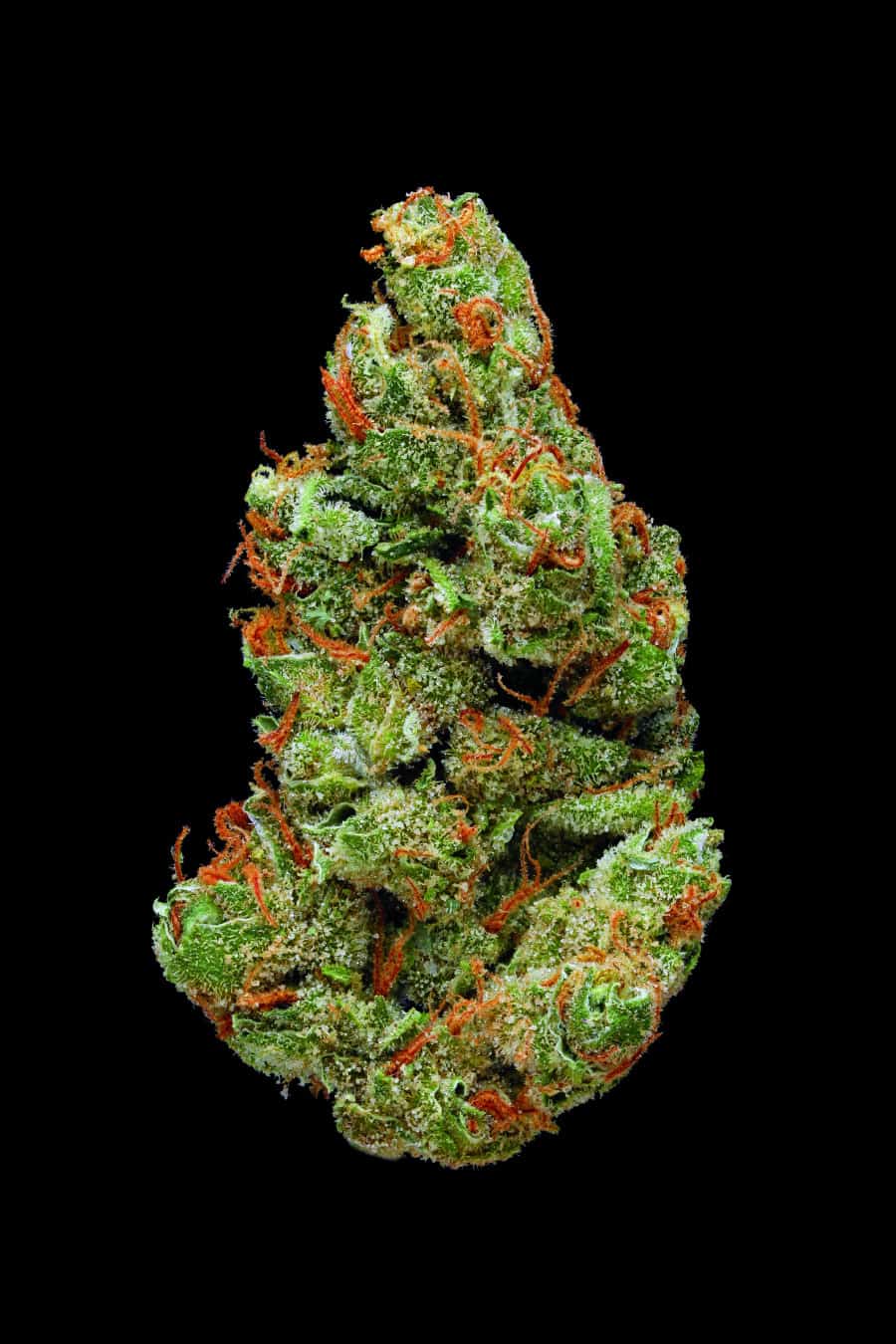 We’ll Bet You Didn’t Know Marijuana Looks This Beautiful Up Close ...
