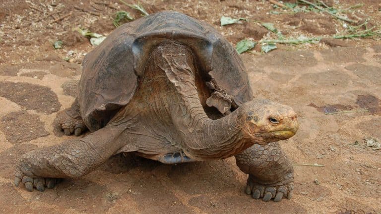 Diego The Tortoise Saves His Entire Species By Fathering 800 Offspring ...