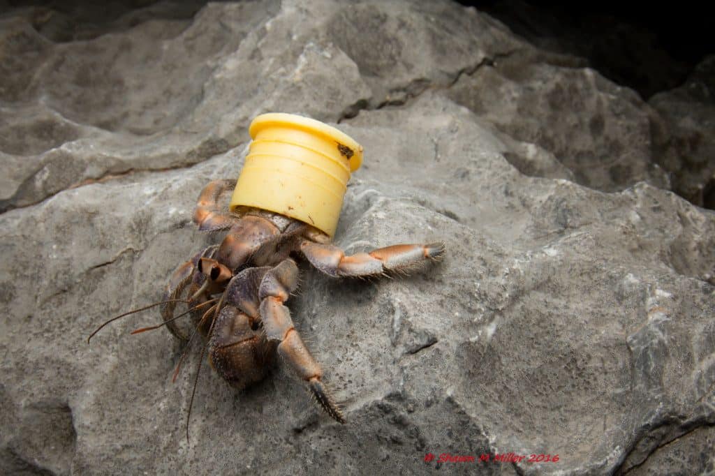 Beaches Are So Polluted That Hermit Crabs Are Using Bottle Caps As ...