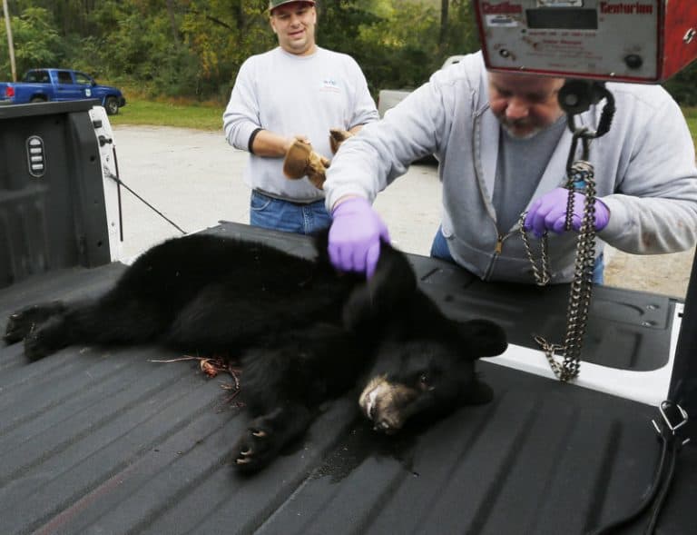 Famous Bear Killed During Horrible Hunt Inspires Bill To Ban Hunt ...