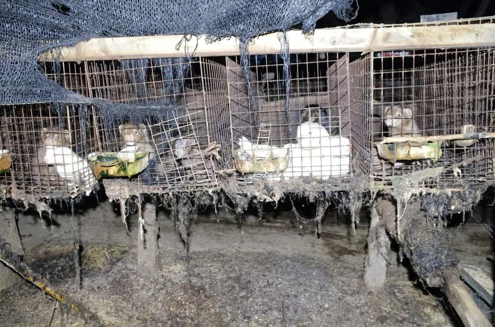 Japan's Last Remaining Fur Farm Has Officially Closed, But There's