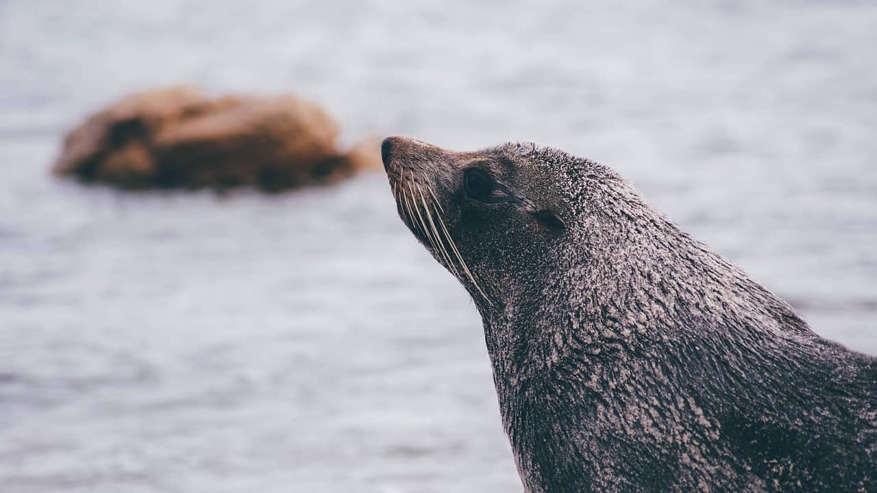 Inuit Seal Hunters Lash Out At Green Peace For Anti-Hunting Campaign