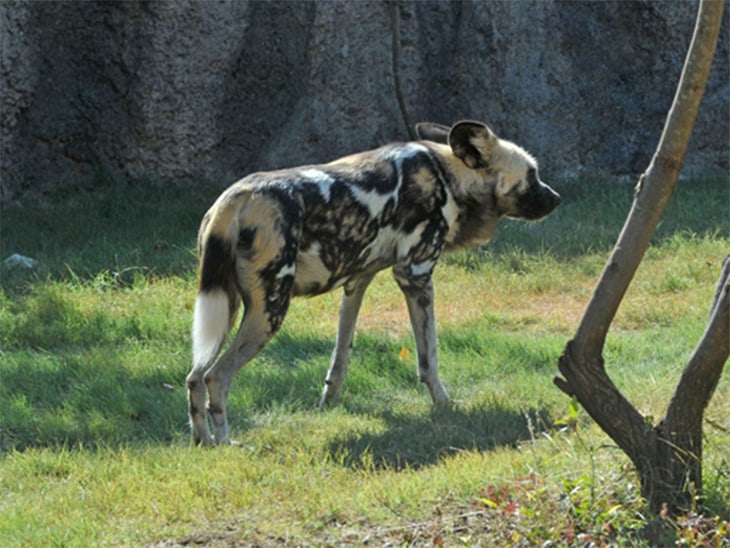 40 Disturbing Attacks That Will Make You Never Want To Go Back To The Zoo Page 14 Of 42 True Activist