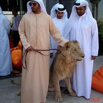 Victory! UAE Bans Ownership Of Exotic Animals As Pets - True Activist