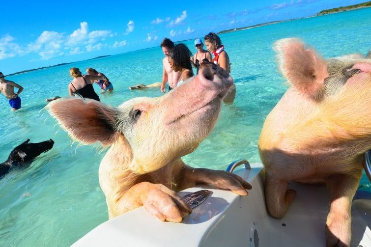 Bahamas Pigs That ‘Mysteriously’ Died Suspected To Have Been Fed ...