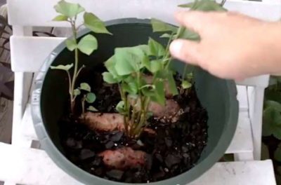 Top 10 Sweet Potato United States Ideas And Get Free Shipping 8271k2n4