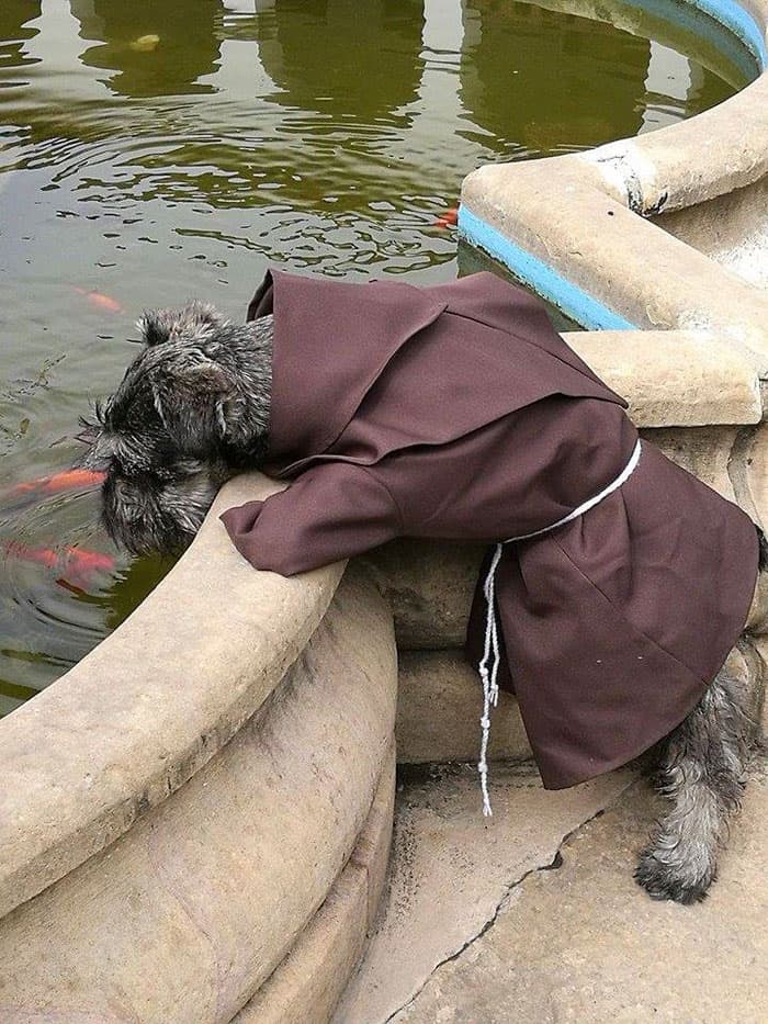 Stray Dog Adopted By Monks Joins The Order And Receives His Own Habit