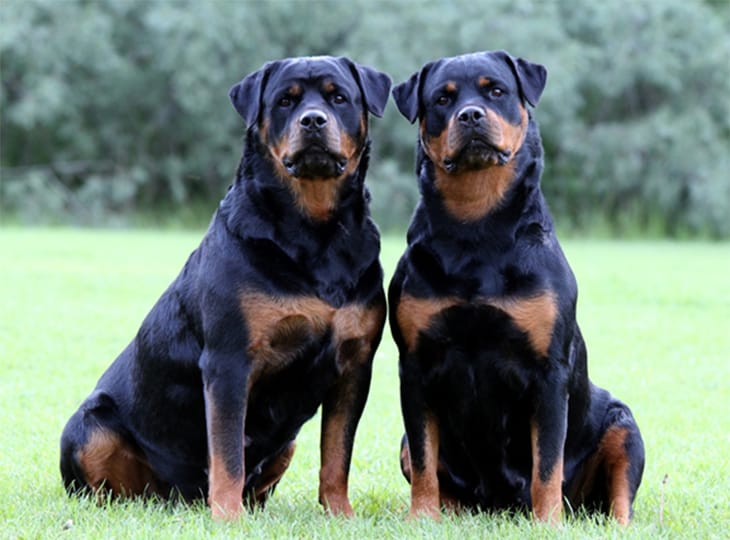 27 Fierce Dogs With Killer Reputations Page 2 of 14