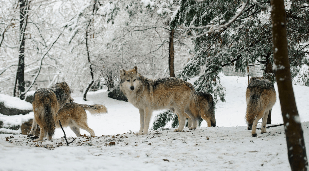 Wolves Return To Denmark After 200 Year Absence - True Activist
