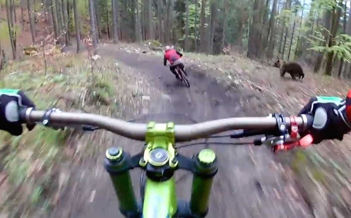 Extraordinary Footage Shows Angry Bear Chasing Mountain Biker On Trail
