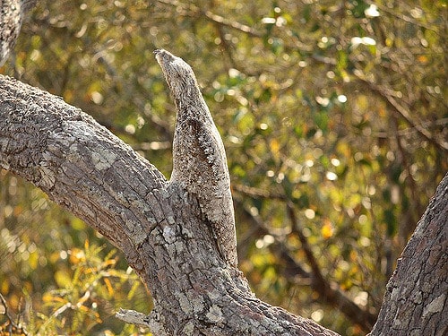 World's Strangest-Looking Animal Can See You, But You Can't See It