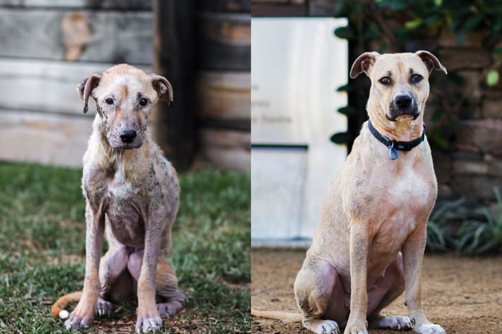Before And After Photos Of Rescued Animals Will Warm Your Heart Today