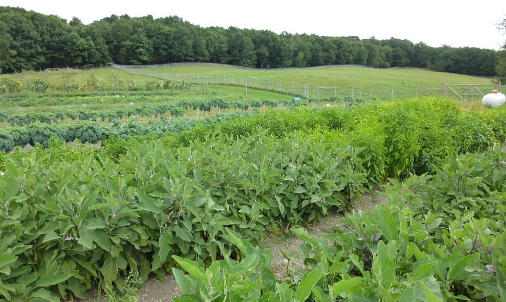 Artist Transforms Farm Into Non-Profit That Donates Everything To Food