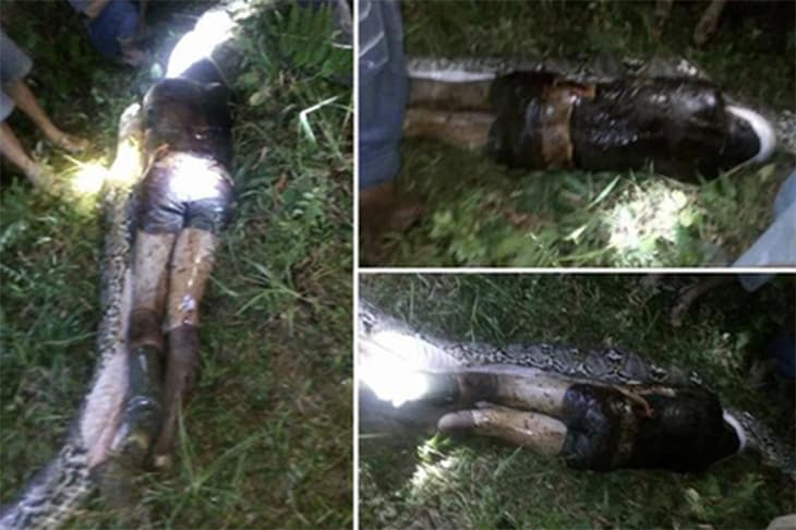 Man Found Inside Stomach Of A Python After He Was Swallowed Whole