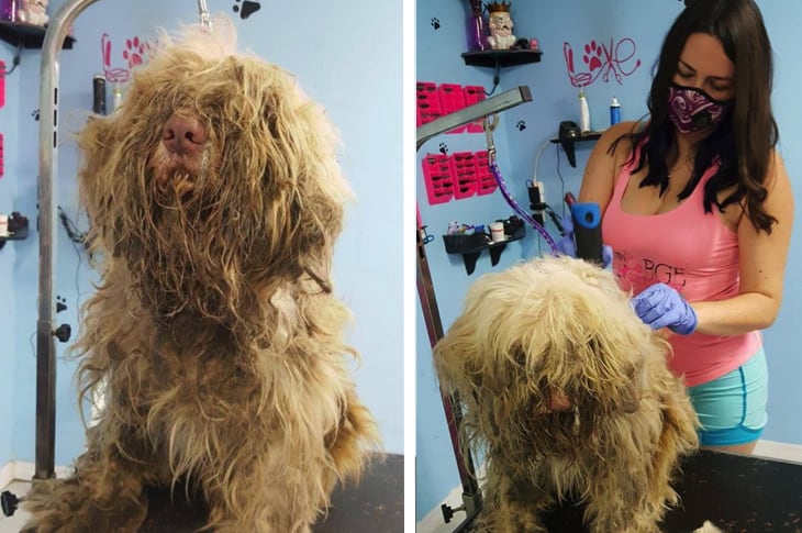Dog Groomer Opens Shop At Midnight For Very Appreciative Abandoned Dog