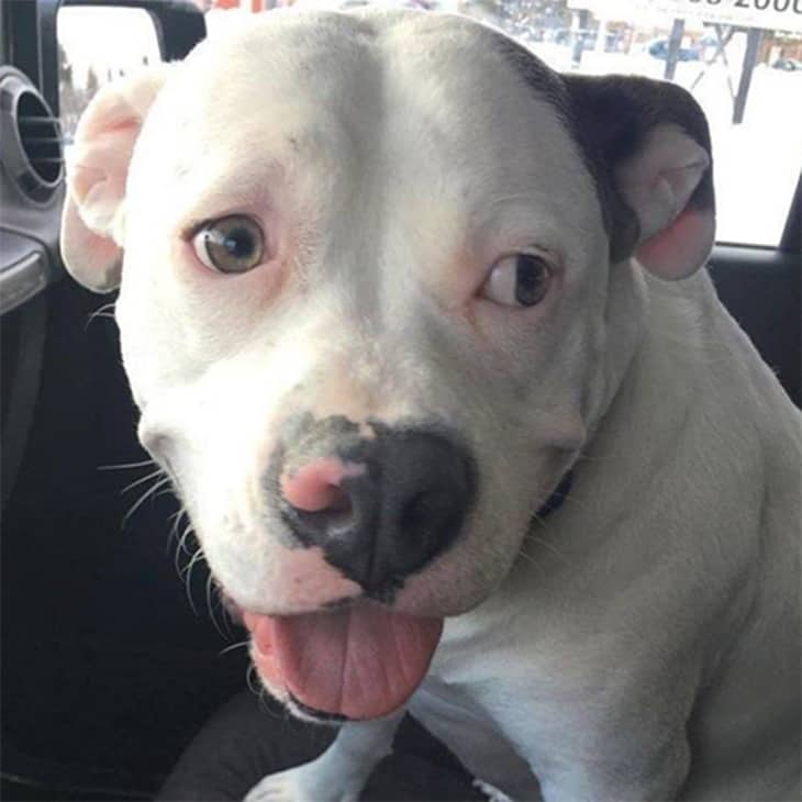 This Rescue Dog’s Infectious Smile Almost Took Him Away from His New ...
