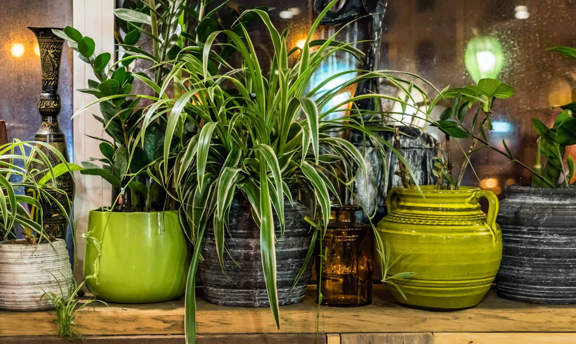 how-to-take-care-of-plants-for-beginners-true-activist