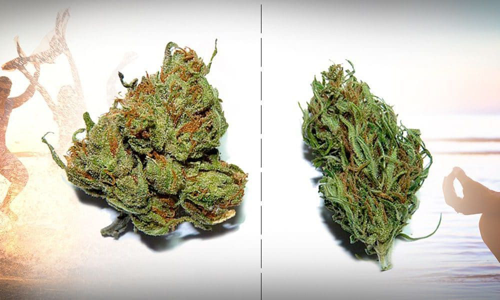 Meatholes Sativa