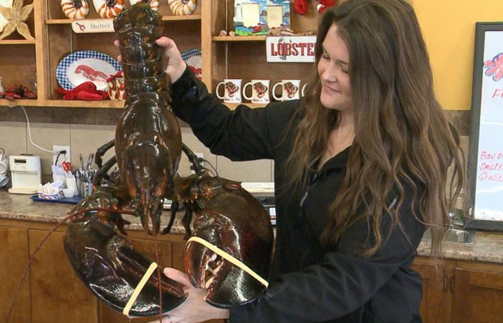 A 4 Foot-Long, 100-Year-Old Lobster Was Released Back To The Waters ...