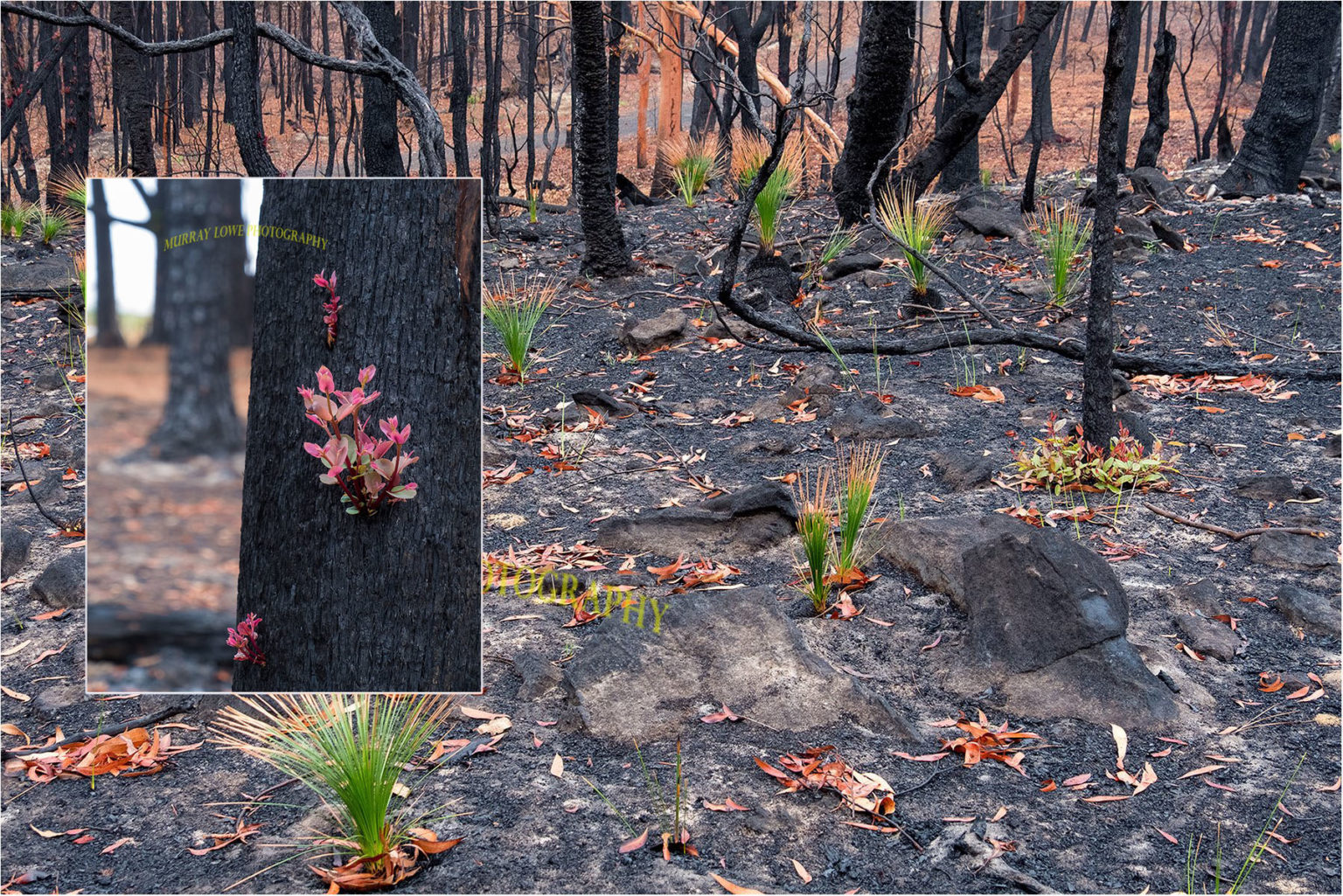 Photographer Captures Incredible Photos Of Regrowing Plant Life After 