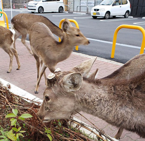 Animals Spotted Roaming The City Streets While The Humans Stay At Home