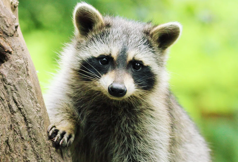 Benefits Of Humane Raccoon Removal And Rehabilitation - True Activist