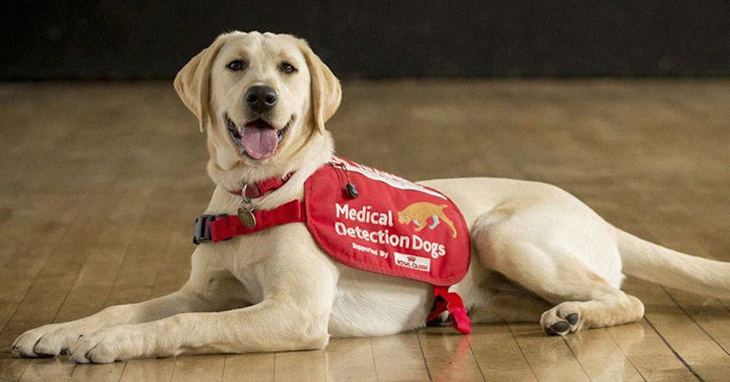 There Is A New Project To Have Medical Detection Dogs Assist In The