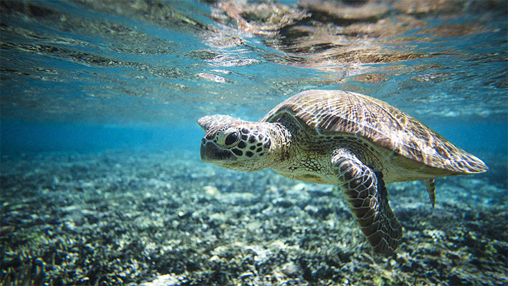 The Great Barrier Reef Has 64,000 Green Turtles Swimming Around ...