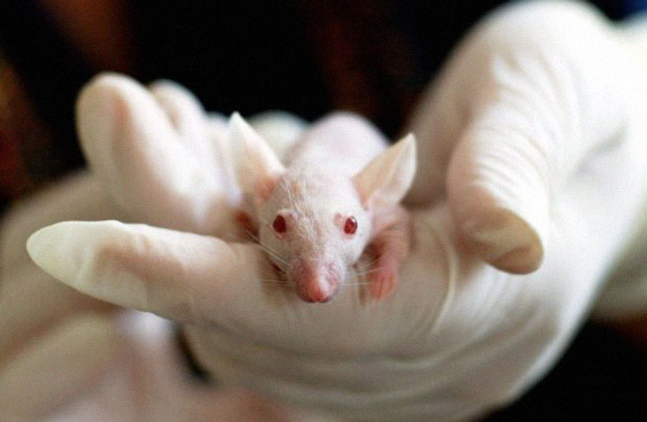 Alzheimer’s In Mice Reversed Using Light and Sound Only.. could be Simple At-Home 1 hr a day Cure Alzheimers-mouse1