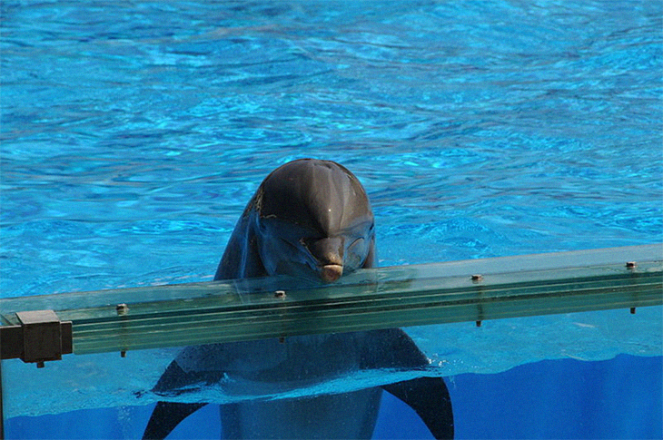 Canada Has Banned Dolphin And Whale Captivity Officially Screen-Shot-2020-11-05-at-12.07.11-PM