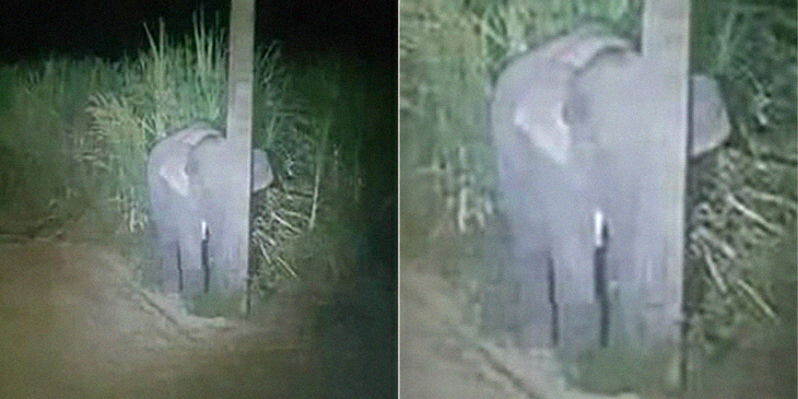 Adorable Baby Elephant Hides Behind Thin Pole After Getting Caught