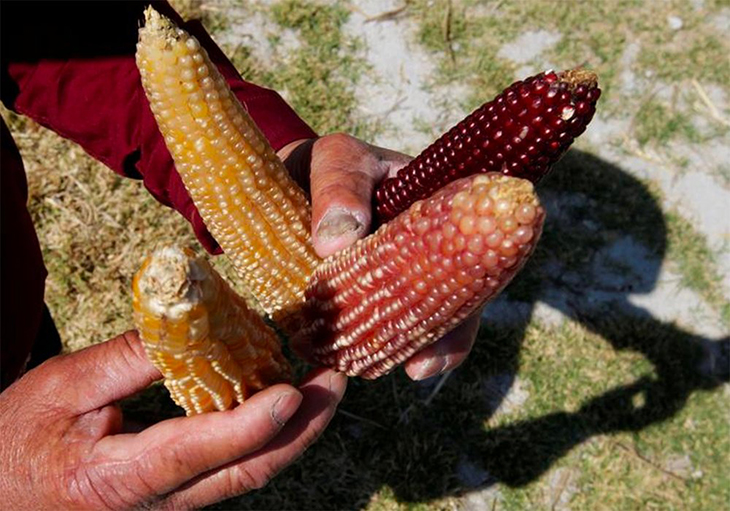 Mexico Ultimately Bans the Use of GMO Corn and Monsanto’s Glyphosate