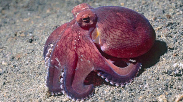 octopus that changes from happy to sad