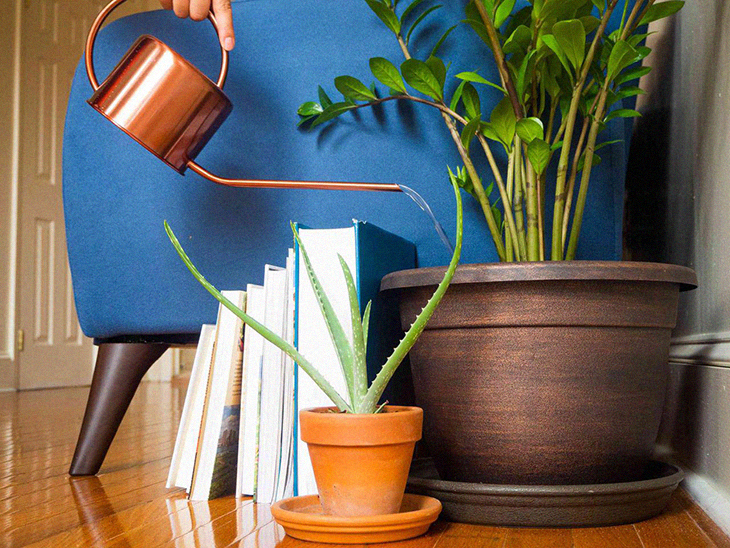 Moving Houseplants A Complete Guide For Your Move True Activist